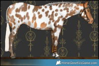 Horse Color:Silver Buckskin Near Leopard Rabicano 