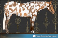 Horse Color:Silver Buckskin Near Leopard Rabicano