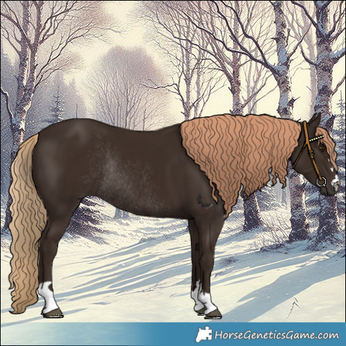 Horse Color:Liver Chestnut Rabicano 