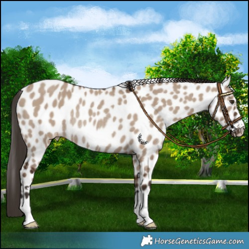 Horse Color:Liver Red Dun Appaloosa Rabicano