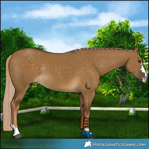 Horse Color:Chocolate Palomino Dun Rabicano 
