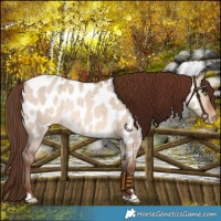 Horse Color:Sable Champagne Dun Near Leopard Rabicano