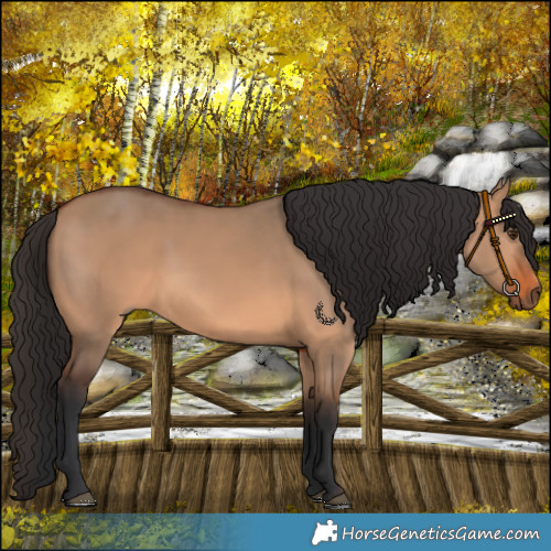 Horse Color:Bay Dun Rabicano 