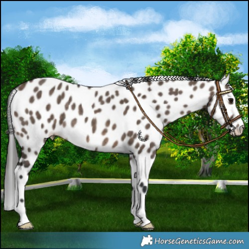 Horse Color:Brown Dun Leopard Rabicano 