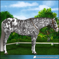 Horse Color:Smoky Black Sabino Splash Blanket 
