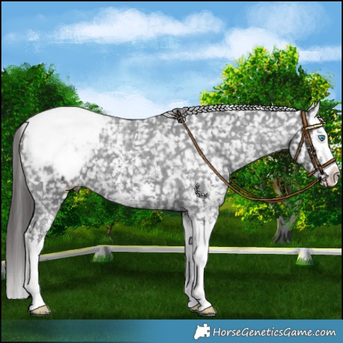 Horse Color:Black Sabino Splash Appaloosa 