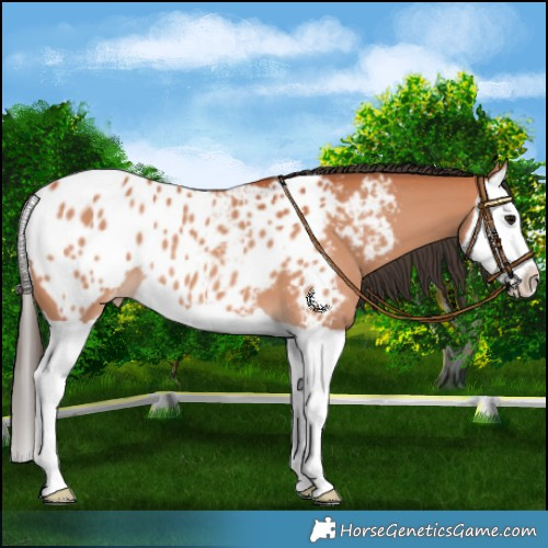 Horse Color:Bay Splash Appaloosa