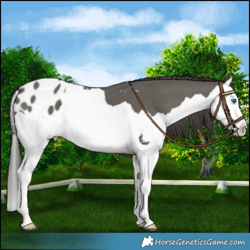 Horse Color:Grullo Splash Appaloosa