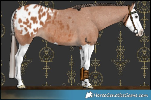 Horse Color:Bay Splash Appaloosa 