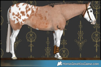 Horse Color:Bay Splash Blanket