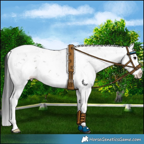 Horse Color:Grullo Sabino Splash 