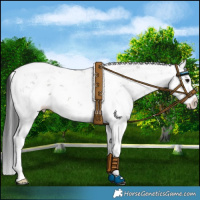 Horse Color:Grullo Sabino Splash