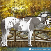 Horse Color:Grullo Sabino Splash Tobiano Blanket Rabicano
