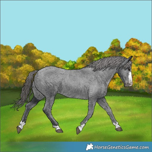 Horse Color:Black Varnish Rabicano 