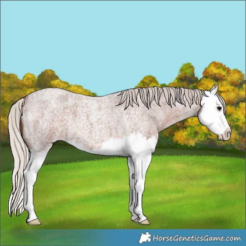 Horse Color:Silver Blue Roan Splash 