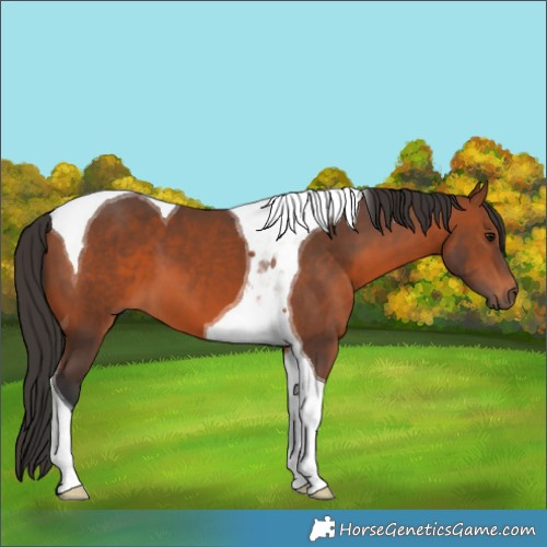 Horse Color:Bay Tobiano 