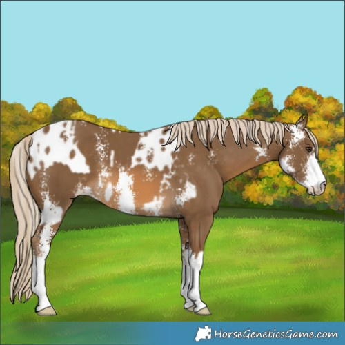 Horse Color:Chocolate Palomino Sabino Appaloosa and Chocolate Palomino Sabino