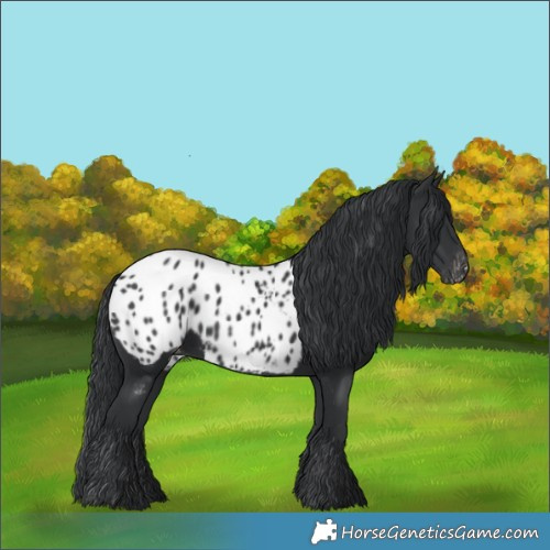 Horse Color:Black Appaloosa