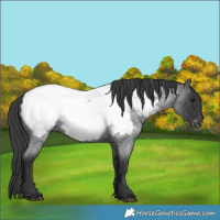 Horse Color:Blue Roan Near Fewspot 