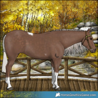 Horse Color:Silver Black Tobiano 