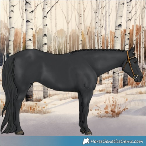 Horse Color:Black 