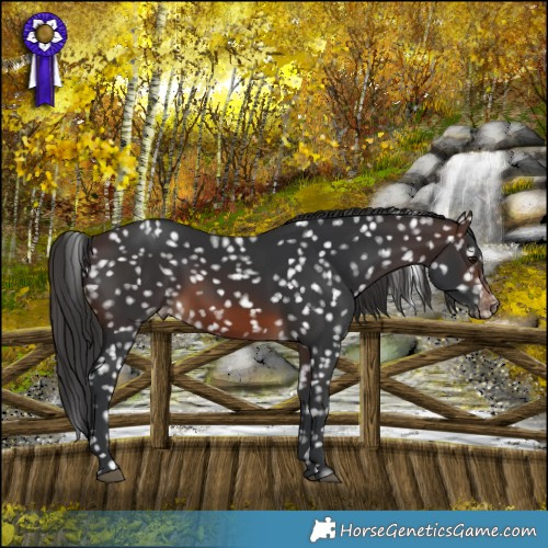 Horse Color:Brown Snowflake Varnish