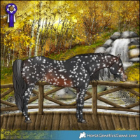 Horse Color:Brown Snowflake Varnish