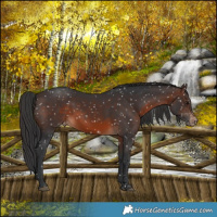 Horse Color:Brown Appaloosa