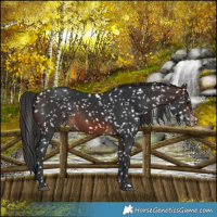 Horse Color:Brown Appaloosa 