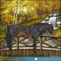 Horse Color:Brown Appaloosa 