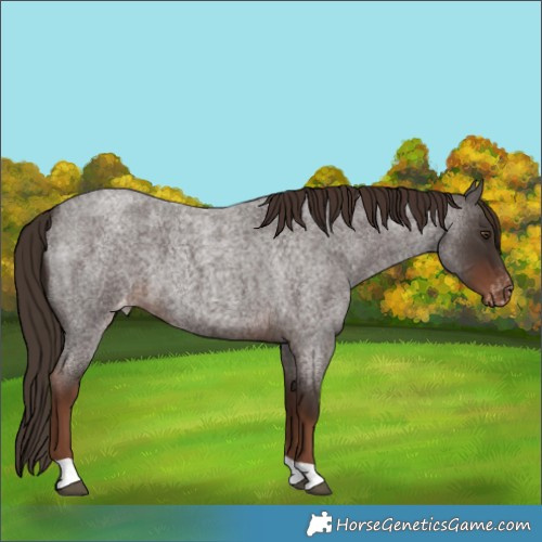 Horse Color:Liver Red Roan Appaloosa 