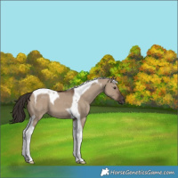 Horse Color:Liver Red Dun Tobiano 