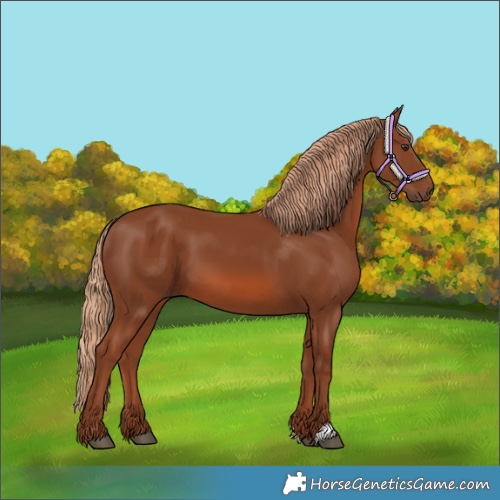 Horse Color:Chestnut 