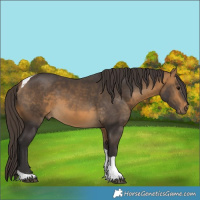 Horse Color:Buckskin Tobiano