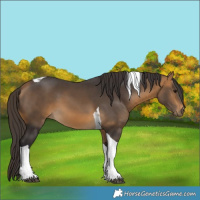 Horse Color:Buckskin Tobiano 