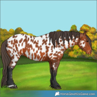Horse Color:Bay Appaloosa 