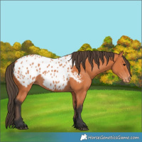 Horse Color:Bay Appaloosa 