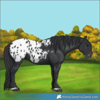 Horse Color:Black Appaloosa 