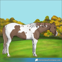 Horse Color:Liver Red Dun Tobiano