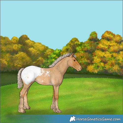 Horse Color:Palomino Roan Appaloosa 
