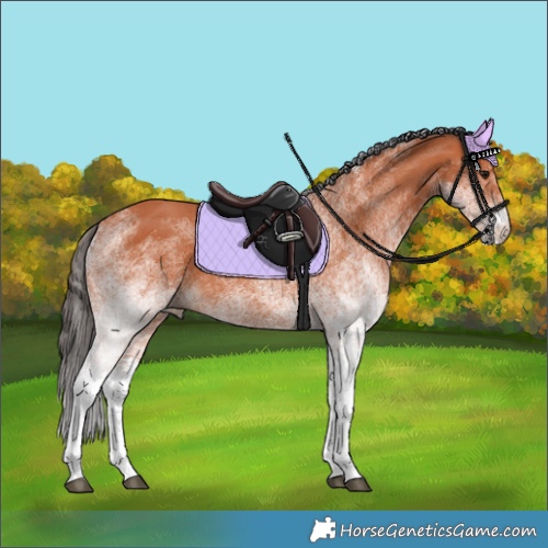 Horse Color:White Spotted Bay