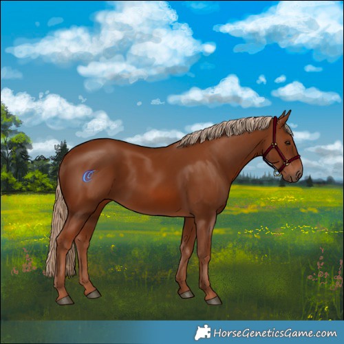 Horse Color:Chestnut 