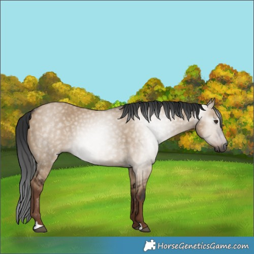 Horse Color:Gray Liver Red Dun 