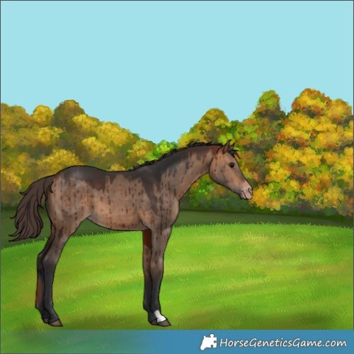 Horse Color:Bay Dun Varnish Brindle 