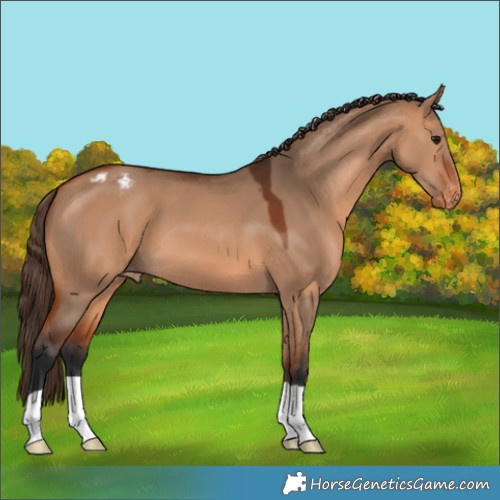 Horse Color:Bay Dun Varnish