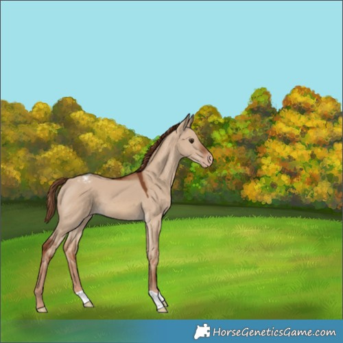 Horse Color:Red Dun Appaloosa 