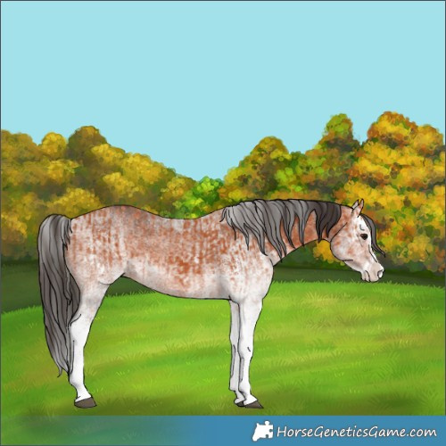 Horse Color:White Spotted Bay Splash  and White Spotted Bay Splash 