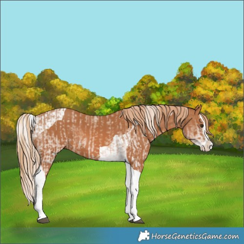 Horse Color:White Spotted Chestnut Splash and Chestnut Splash Tobiano