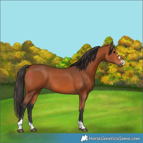 Horse Color:Bay 