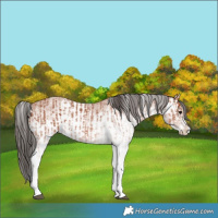 Horse Color:White Spotted Bay Splash  and White Spotted Bay Splash 